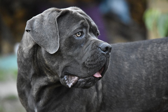甘蔗Corso 狗 动物 - 上的免费照片