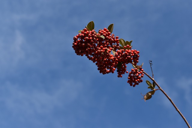 红莓果 枸子 植物 - 上的免费照片