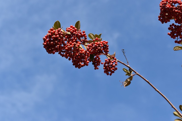 红莓果 枸子 植物 - 上的免费照片