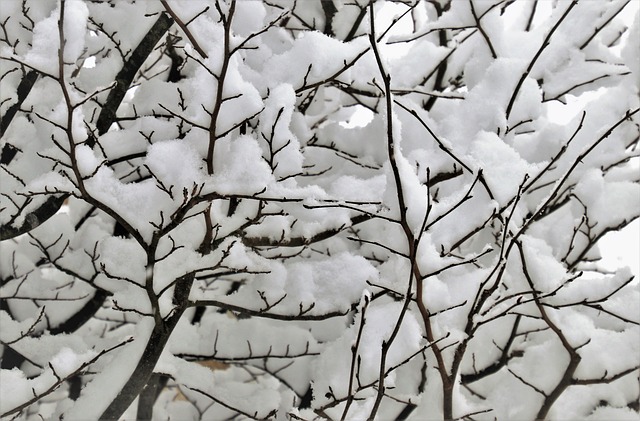 冬季 雪 树枝 - 上的免费照片