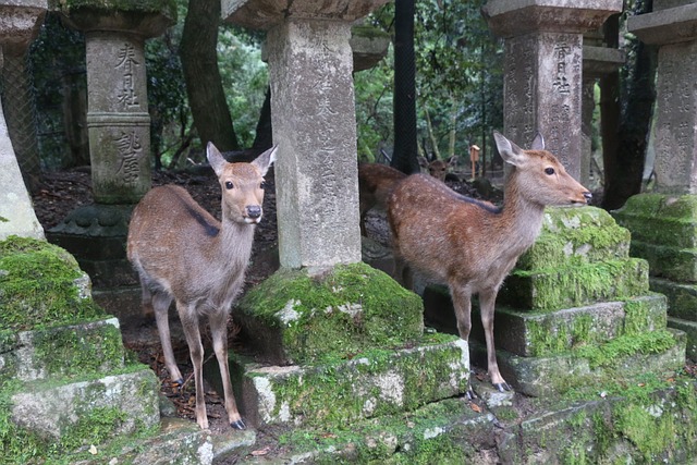 奈良 小鹿 - 上的免费照片