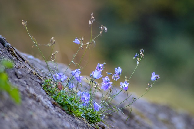 蓝色的 墙 墙上的花 - 上的免费照片