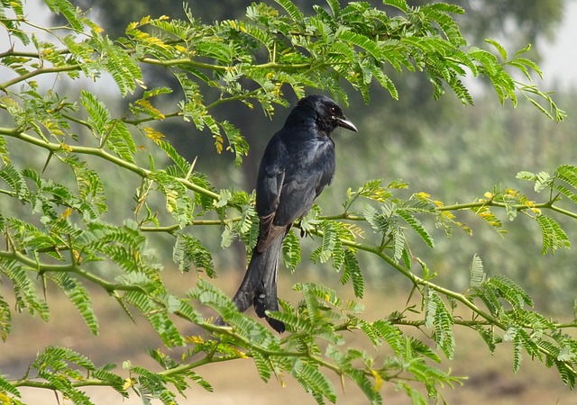 鸟 德龙戈 黑色 Drongo Dicrurus - 上的免费照片