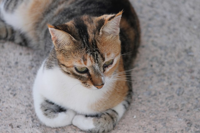 猫 黄金 三色 - 上的免费照片