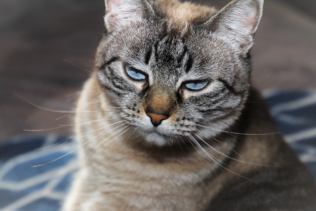 猫 愚蠢的脸 斑 - 上的免费照片