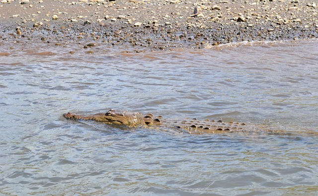哥斯达黎加 鳄鱼 沼泽 - 上的免费照片