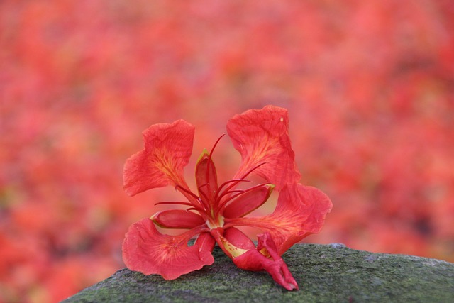 鳳凰花 紅花 紅色 - 上的免费照片