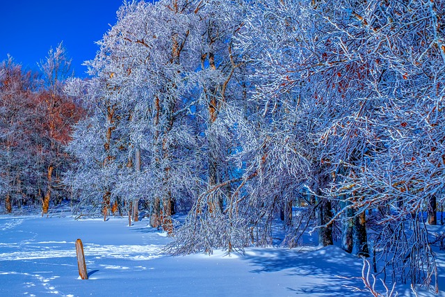 森林 冬天 雪 - 上的免费照片