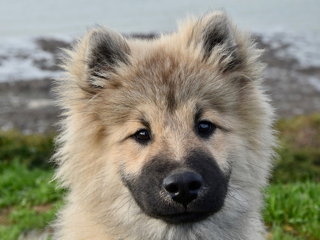 狗 狗Eurasier 年轻的狗 - 上的免费照片