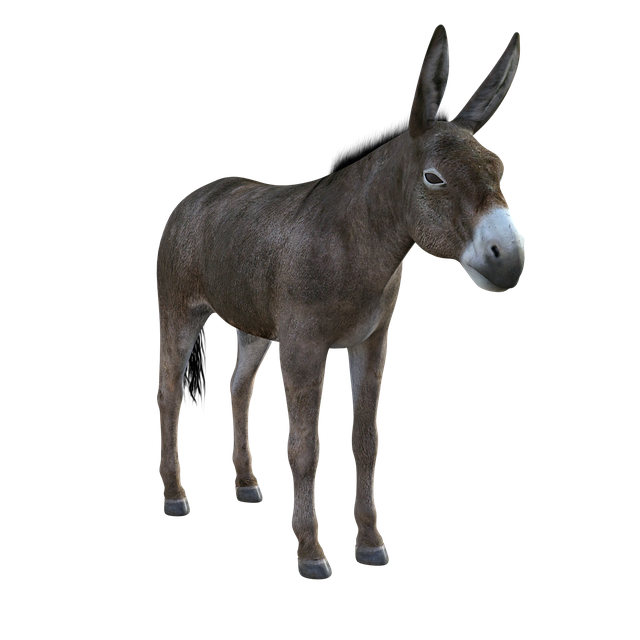 驴 骡子 动物 - 上的免费图片