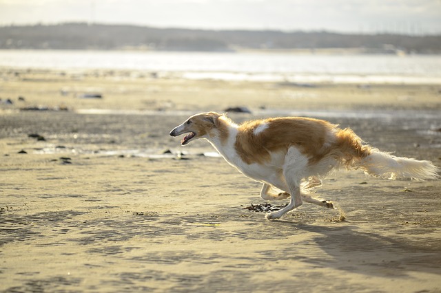 拉布拉多猎犬 婊子 海 - 上的免费照片