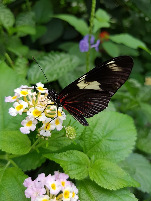 蝴蝶 多丽丝不动摇 Heliconius多丽丝 - 上的免费照片