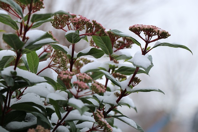 性质 花卉 Winterbloeier - 上的免费照片