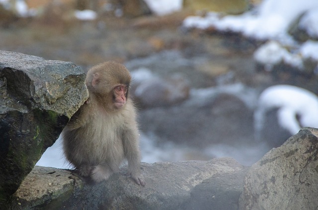 雪猴 日本猕猴 日本 - 上的免费照片