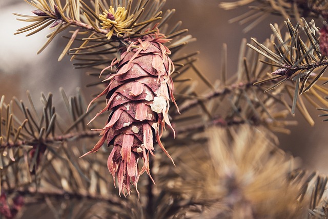 轻敲 Pseudotsuga Menziesii 道格拉西 - 上的免费照片