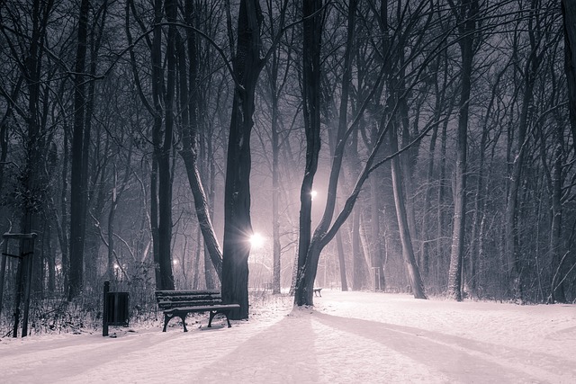 冬季 公园 雪 - 上的免费照片