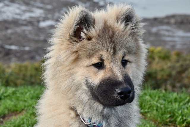 狗 狗Eurasier Eurasier奥拉夫的蓝色 - 上的免费照片