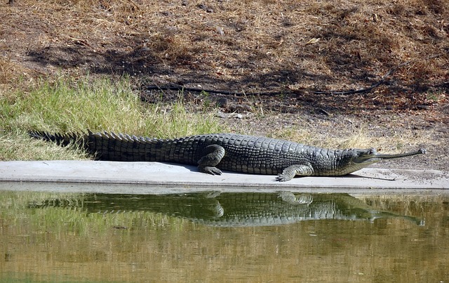 鄂 Gavialis Gangeticus Gavial - 上的免费照片