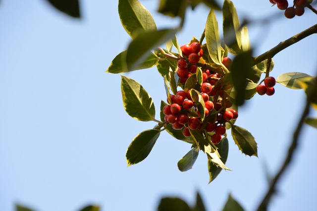 冬青 树 节日 - 上的免费照片