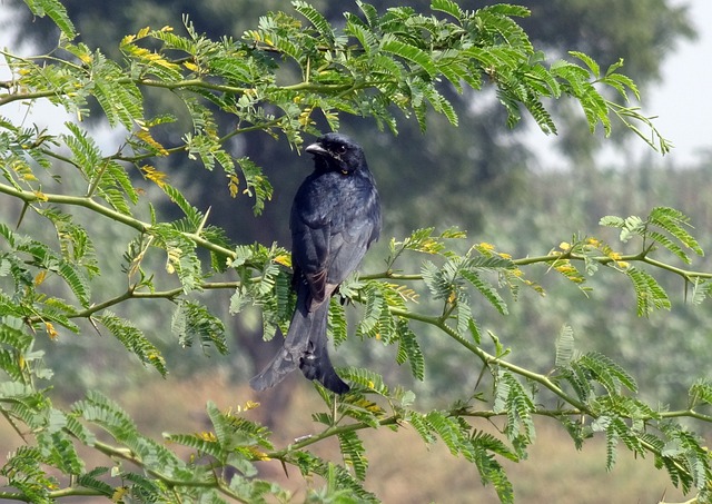 鸟 德龙戈 黑色 Drongo Dicrurus - 上的免费照片