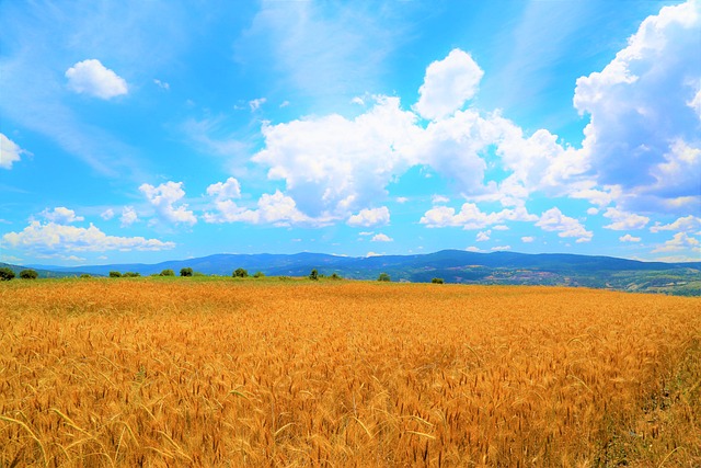 小麦 场地 农业 - 上的免费照片