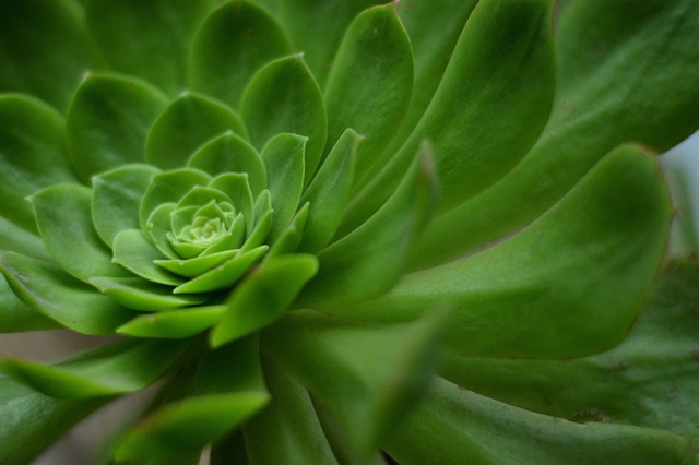 几何学 螺旋 植物 - 上的免费照片