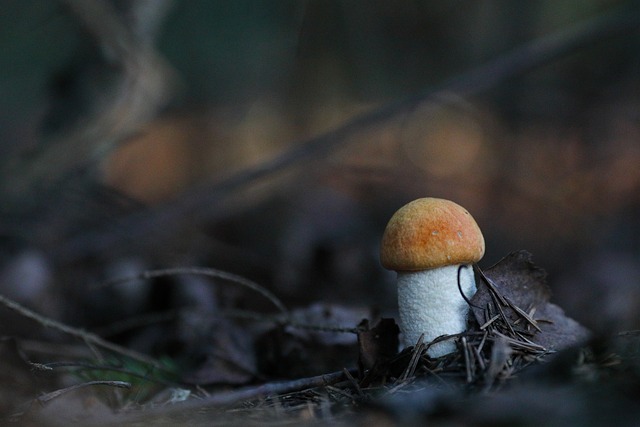 蘑菇 森林 秋天 - 上的免费照片