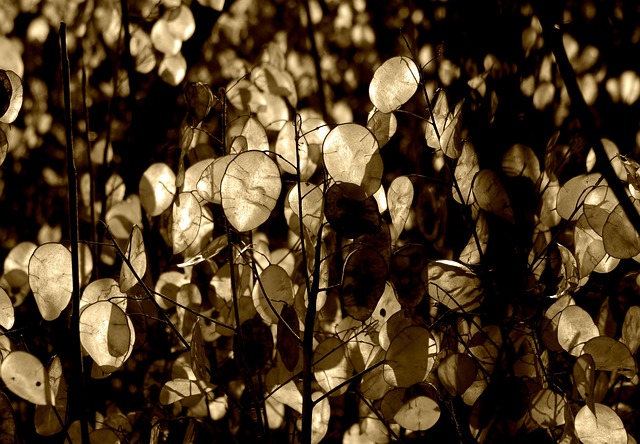 银叶 农历 花园银叶 - 上的免费照片