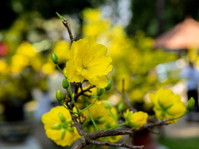 杏花 春天 越南 - 上的免费照片