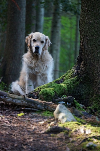 狗 森林 金毛猎犬 - 上的免费照片
