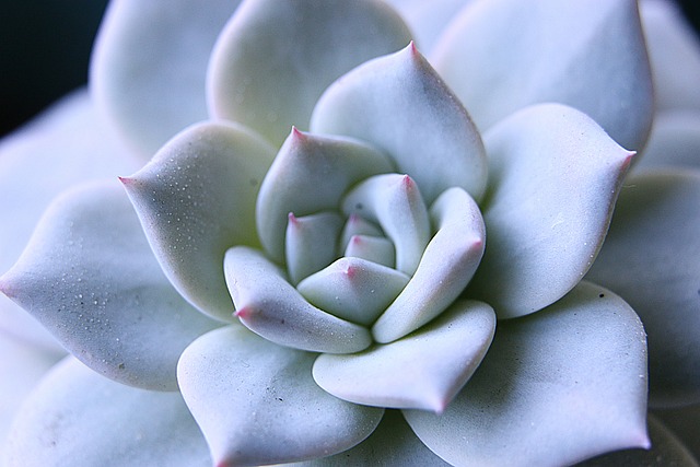 Echeveria 多汁的 装饰 - 上的免费照片