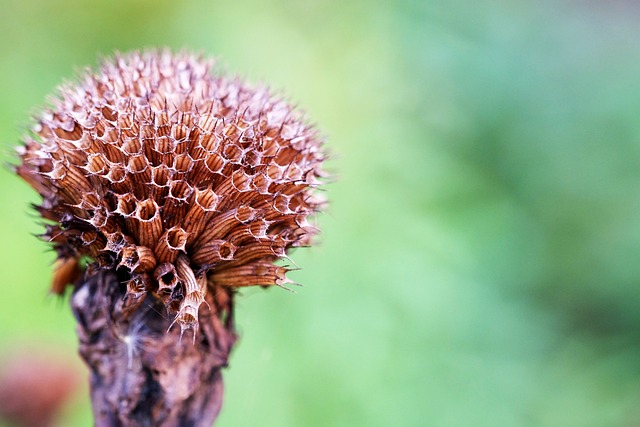 莫纳尔达 种子的头 蜂膏 - 上的免费照片