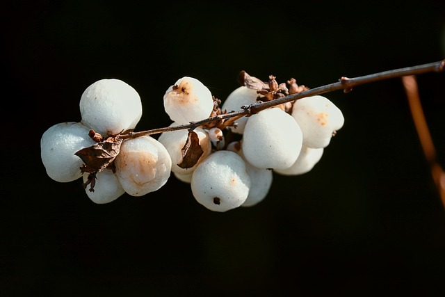 雪浆果 Symphoricarpos 白色的 - 上的免费照片