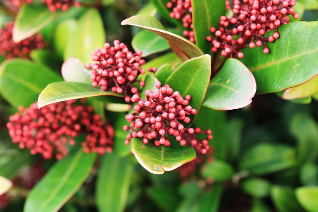 Skimia杰庞嘉风疹 绿色 日本Skimmia - 上的免费照片