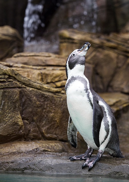 企鹅 鸟 动物 - 上的免费照片