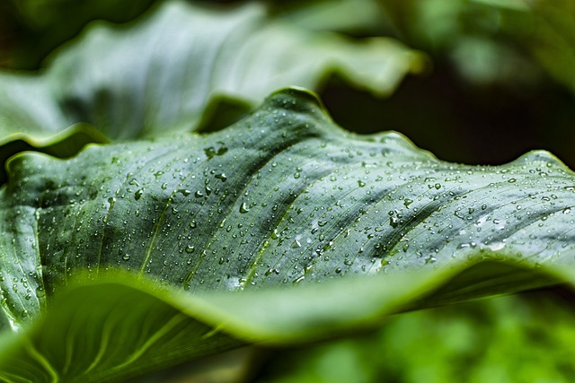 床单 雨滴 自然 - 上的免费照片