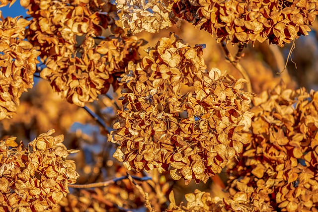 绣球花 褪色 花 - 上的免费照片