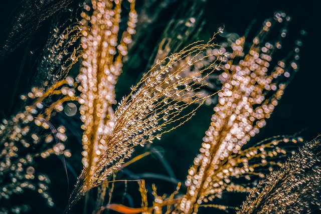 中国芦苇 芒草 逆光 - 上的免费照片