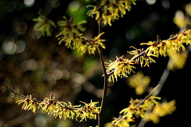 金缕梅 缕 黄色Winterbloeier - 上的免费照片