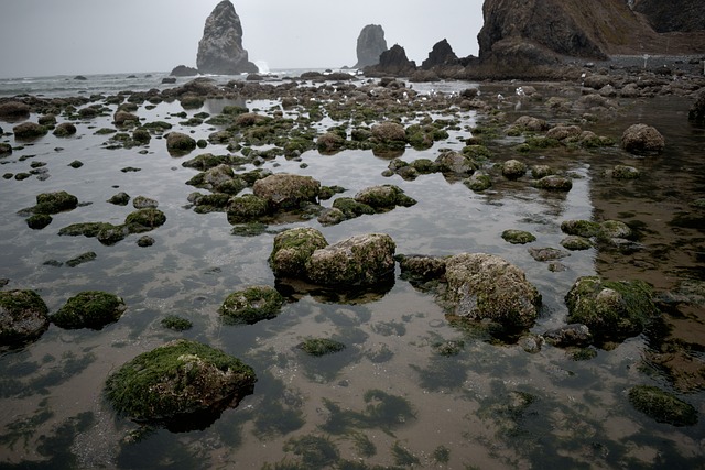 苔藓 岩石 潮池 - 上的免费照片
