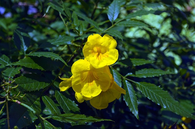 黄色Trumpetbush 沙漠 野花 - 上的免费照片