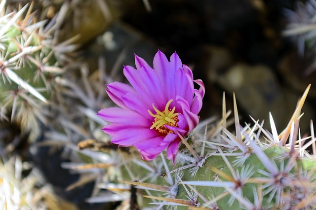 霍拉仙人掌花 仙人掌 花 - 上的免费照片