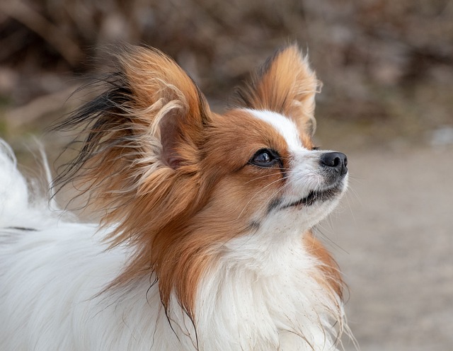 狗 家畜 矮小猎犬 - 上的免费照片