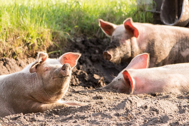 动物 猪 哺乳动物 - 上的免费照片