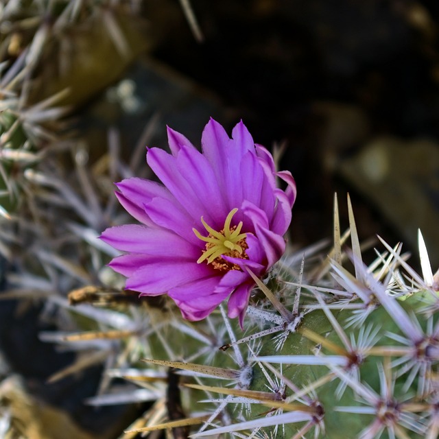 开花的霍拉仙人掌 仙人掌 花 - 上的免费照片