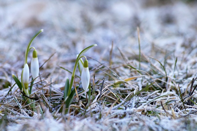 雪花莲 球根花卉 白色的 - 上的免费照片