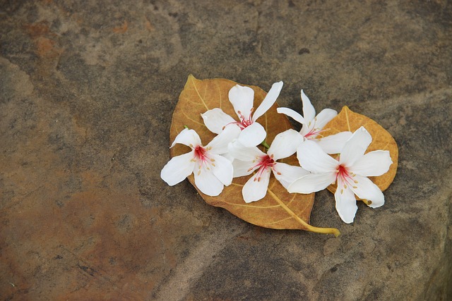 吴Yuexue 东的花朵 白色的花 - 上的免费照片