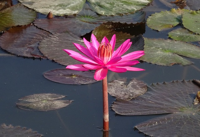 百合 花 红睡莲 - 上的免费照片