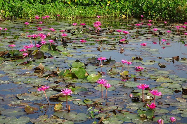 百合 花 红睡莲 - 上的免费照片