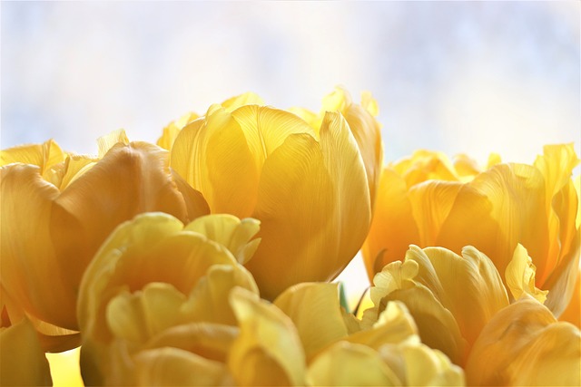 郁金香 黄色 花朵 - 上的免费照片